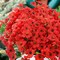 Artificial Flowers for Outdoors Fake Spring Flowers UV Resistant No Fade Faux Plastic Flowers for Hanging Planters Window Patio Porch Yard Garden Home Indoor Outside Summer Decorations(Red)